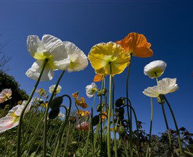 Hunter Valley Gardens - Attractions Melbourne 3