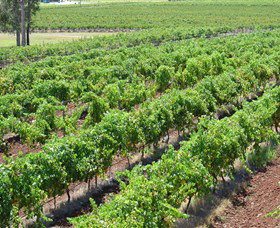 Pokolbin Brothers Wines Hunter Valley - Attractions Melbourne 0