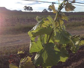 Drayton's Family Wines - Attractions Melbourne 1