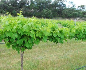 Tamburlaine Organic Wines - Attractions Melbourne 1