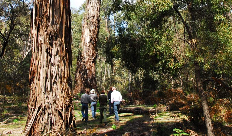 Charleys Forest NSW Attractions Melbourne