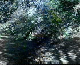 Cave Creek Walking Track - Attractions Melbourne 3