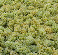 Normanby Wines - Attractions Melbourne