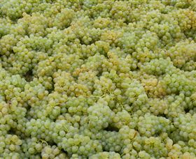 Normanby Wines - Attractions Melbourne 0