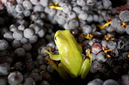 Normanby Wines - Attractions Melbourne 2