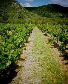 Gartelmann Wines - Attractions Melbourne 0