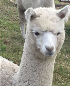 Storybook Alpacas - Attractions Melbourne 0