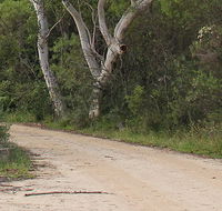 Riverview walking track - Attractions Melbourne