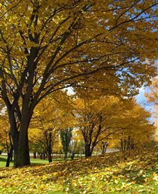 Centennial Park At Cooma - Attractions Melbourne 0