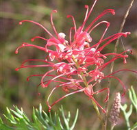 Wirrimbirra Sanctuary - Attractions Melbourne