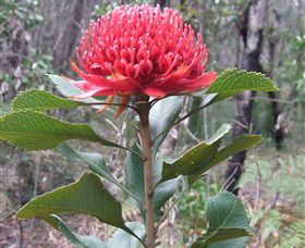 Olney State Forest - Watagan Mountains - Attractions Melbourne 1
