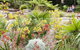 The Australian Botanic Garden Mount Annan - thumb 0