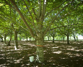 Sassafras Nuts - Attractions Melbourne 0