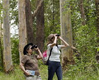 Chichester State Forest