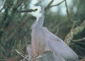 Jack Smith Lake State Game Reserve - Attractions Melbourne 0