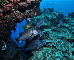 Maori Wrasse Bommie Dive Site - Attractions Melbourne 1