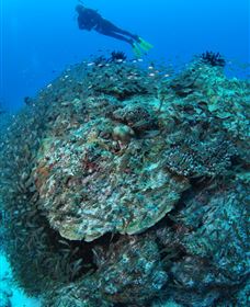 Maori Wrasse Bommie Dive Site - Attractions Melbourne 2