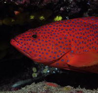 Maori Wrasse Bommie Dive Site - Attractions Melbourne