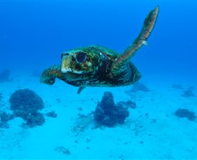 Maori Wrasse Bommie Dive Site - Attractions Melbourne 3