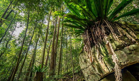 Palm Grove Nature Reserve - Attractions Melbourne 1