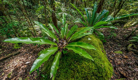 Palm Grove Nature Reserve - Attractions Melbourne 2