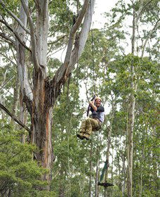 TreeTop Adventure Park Central Coast - Attractions Melbourne 2