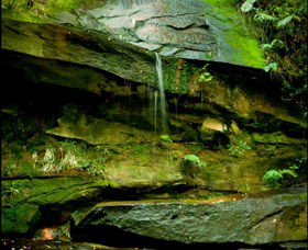 Strickland State Forest - Attractions Melbourne 0