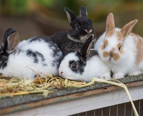 Amazement Farm And Fun Park / Cafe And Farmstay Accommodation - Attractions Melbourne 2