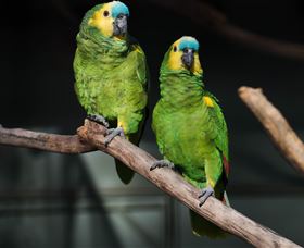 Amazement Farm And Fun Park / Cafe And Farmstay Accommodation - Attractions Melbourne 7