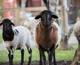 Amazement Farm And Fun Park / Cafe And Farmstay Accommodation - Attractions Melbourne 4