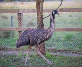 Amazement Farm And Fun Park / Cafe And Farmstay Accommodation - Attractions Melbourne 6