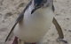 Penguin Island Boardwalks And Walk Trail - thumb 0