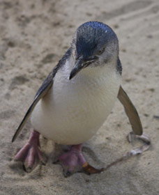 Penguin Island Boardwalks And Walk Trail - Attractions Melbourne 0