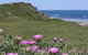 Penguin Island Boardwalks And Walk Trail - thumb 3