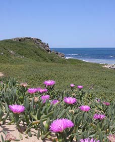 Penguin Island Boardwalks And Walk Trail - Attractions Melbourne 3
