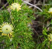 Illawarra lookout walking track - Attractions Melbourne