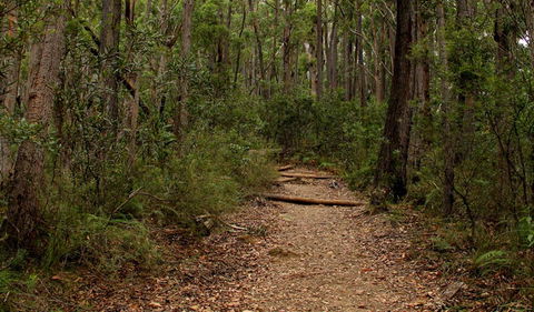Pigeon House Mountain Didthul Walking Track - Attractions Melbourne 0