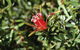 Wallarah National Park - thumb 2