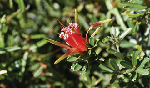 Wallarah National Park - Attractions Melbourne 2