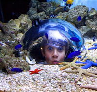 Sea Life Sunshine Coast - Attractions Melbourne