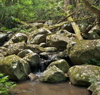 Booyong walking track - Attractions Melbourne