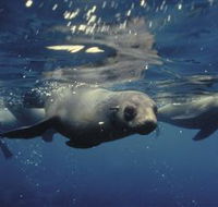 Wilsons Promontory Marine National Park - Attractions Melbourne