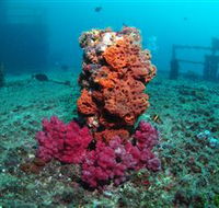 HMAS Brisbane Dive Site - Attractions Melbourne