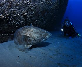 HMAS Brisbane Dive Site - Attractions Melbourne 3