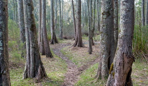 Anabranch Loop Track - Attractions Melbourne 1