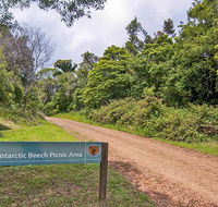 Antarctic Beech picnic area - Attractions Melbourne