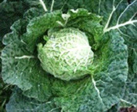 Merry Maidens Veggies - Attractions Melbourne 2