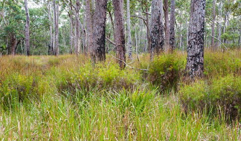 Narrawallee Inlet Walking Track - Attractions Melbourne 0