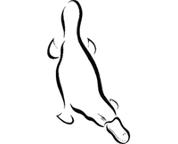 Platypus Gallery