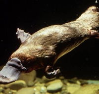 Platypus Pool - Attractions Melbourne